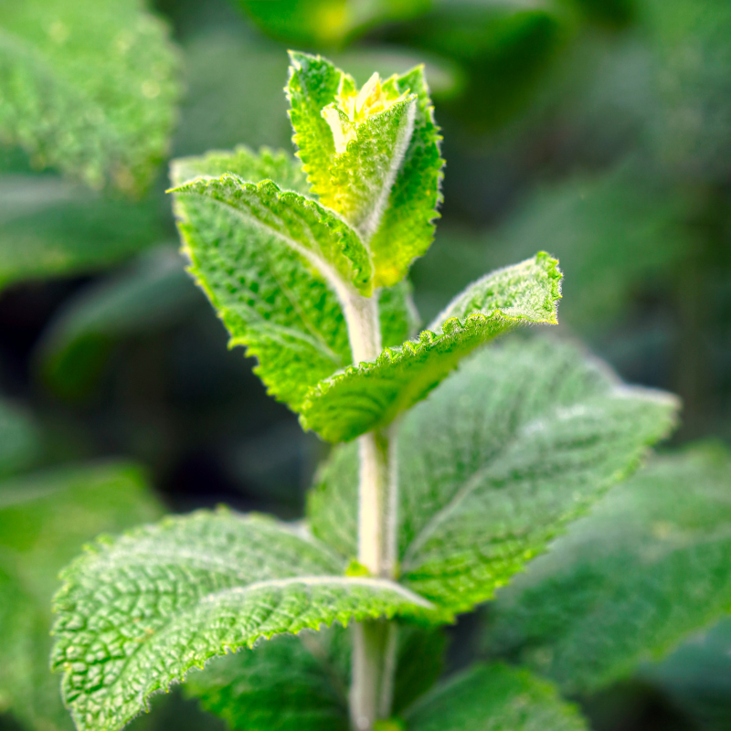 250 Licorice Mint Seeds – Sweet, Aromatic Korean Herb