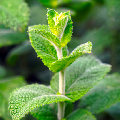 250 Licorice Mint Seeds – Sweet, Aromatic Korean Herb
