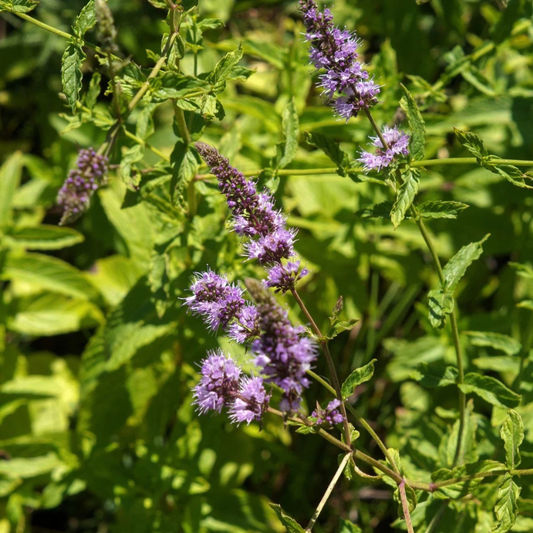 Vibrant Licorice Mint plant with aromatic green leaves in full sunlight. HarvestNest Seeds