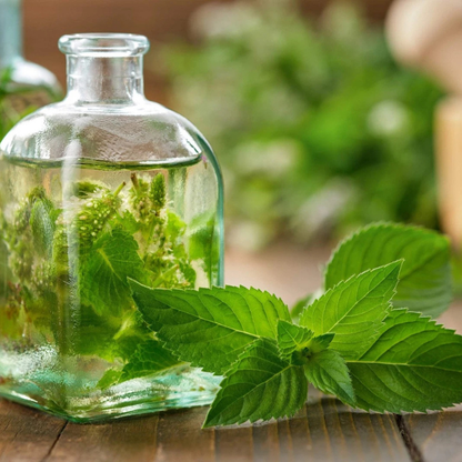 250 Licorice Mint Seeds – Sweet, Aromatic Korean Herb