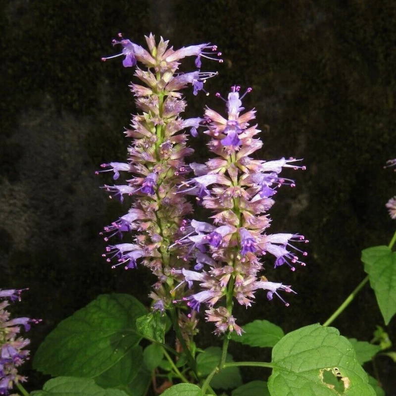 250 Licorice Mint Seeds – Sweet, Aromatic Korean Herb