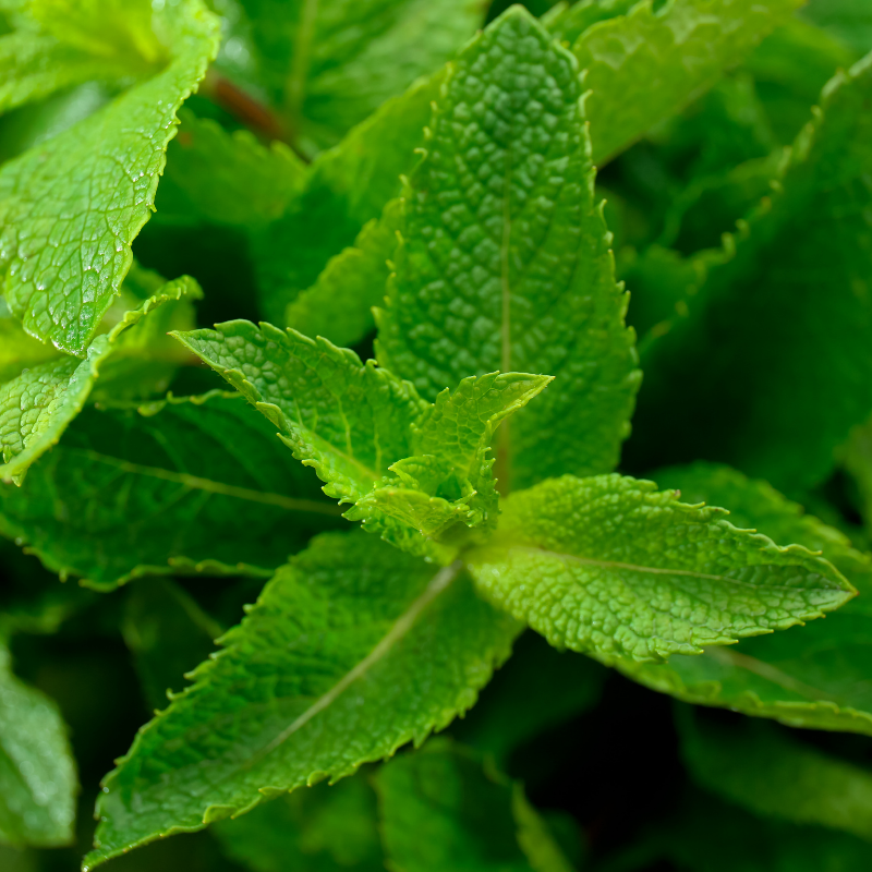 Fresh, vibrant green licorice mint leaves with aromatic, sweet Korean herb aroma, perfect for culinary and herbal uses. HarvestNest Seeds