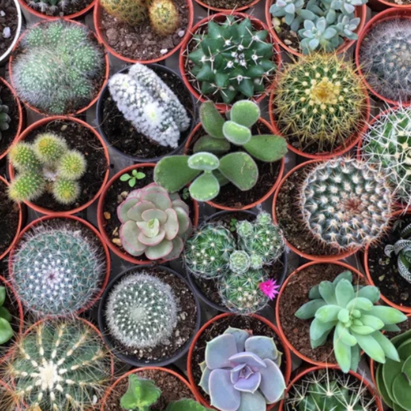 25 Cactus Mix Seeds