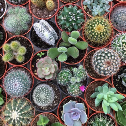 25 Cactus Mix Seeds