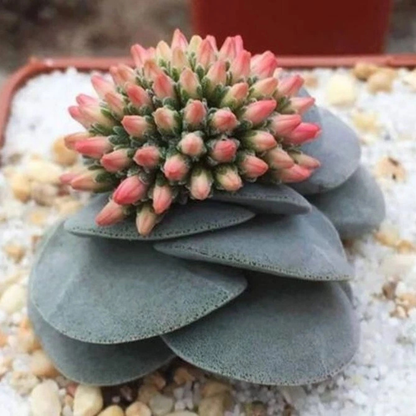 25 Cactus Mix Seeds