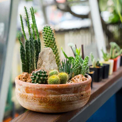 25 Cactus Mix Seeds