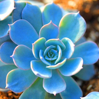 25 Cactus Mix Seeds