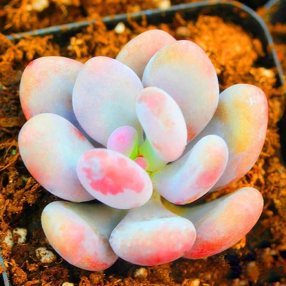 25 Cactus Mix Seeds
