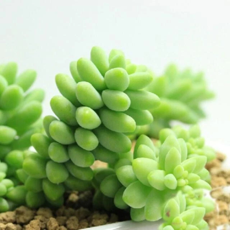 25 Cactus Mix Seeds