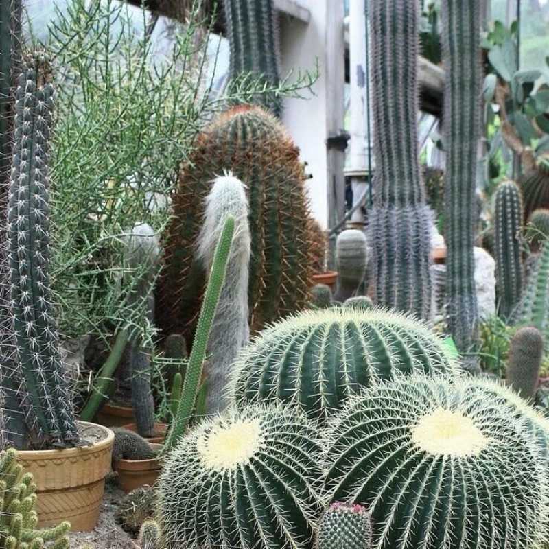 Assorted cactus collection featuring tall columnar and barrel cactus varieties. HarvestNest Seeds