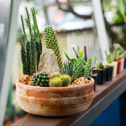 25 Cactus Seeds - Mix Succulent