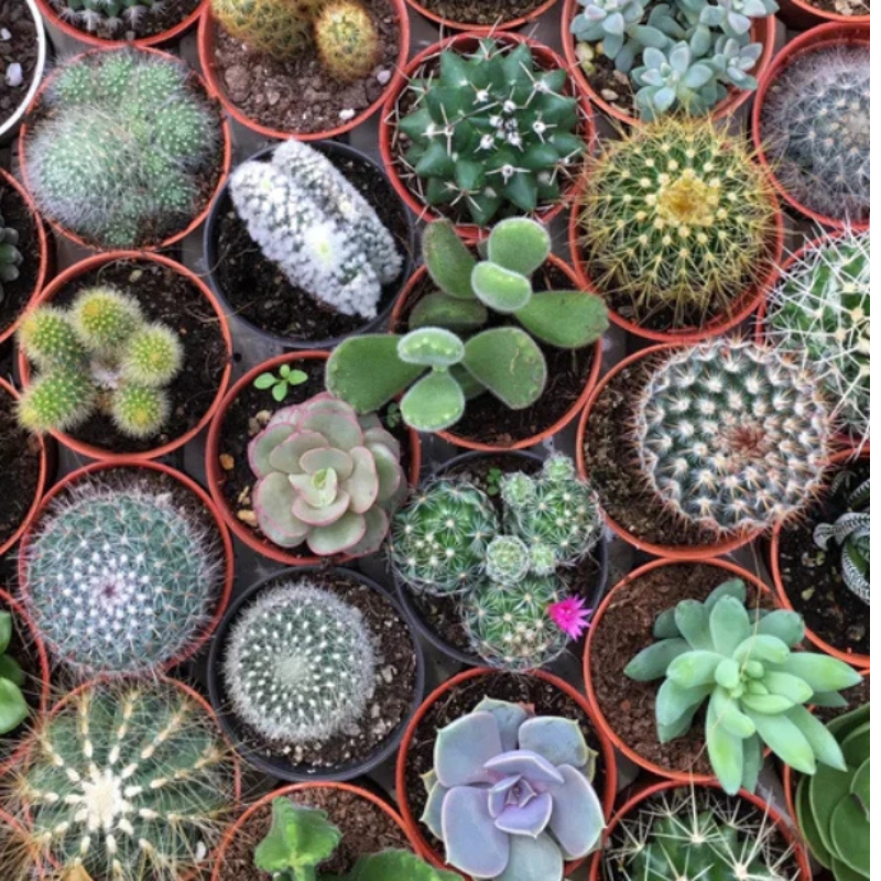 25 Cactus Seeds - Mix Succulent