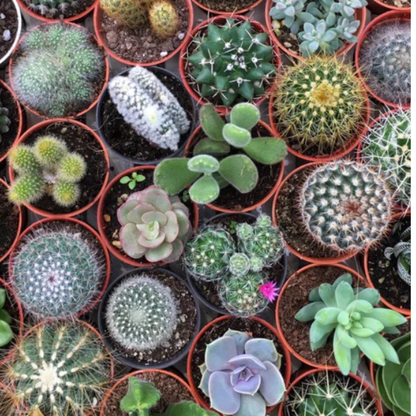25 Cactus Seeds - Mix Succulent