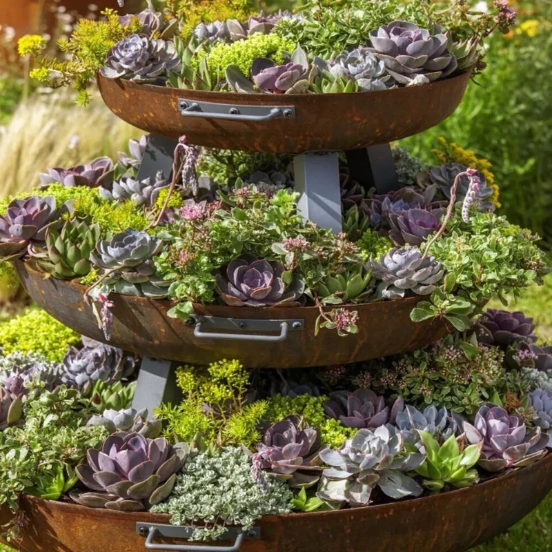 25 Cactus Seeds - Mix Succulent
