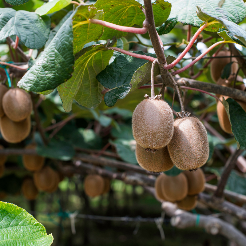 25 Kiwi Fruit Seeds – Actinidia deliciosa