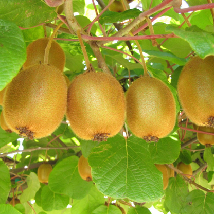 25 Kiwi Fruit Seeds – Actinidia deliciosa