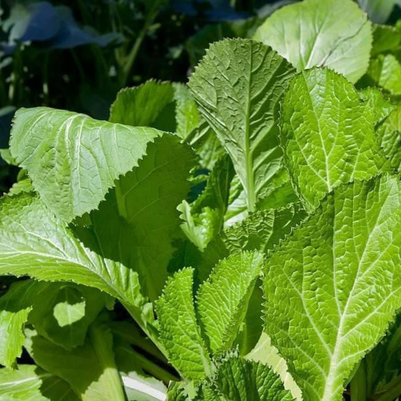 Fresh heirloom mustard greens with crisp, vibrant green leaves. HarvestNest Seeds.