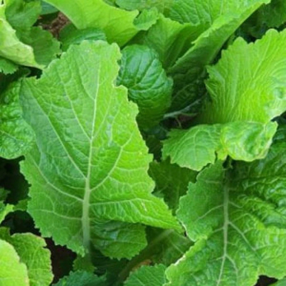 Healthy heirloom mustard greens growing with broad, tender green leaves. HarvestNest Seeds.