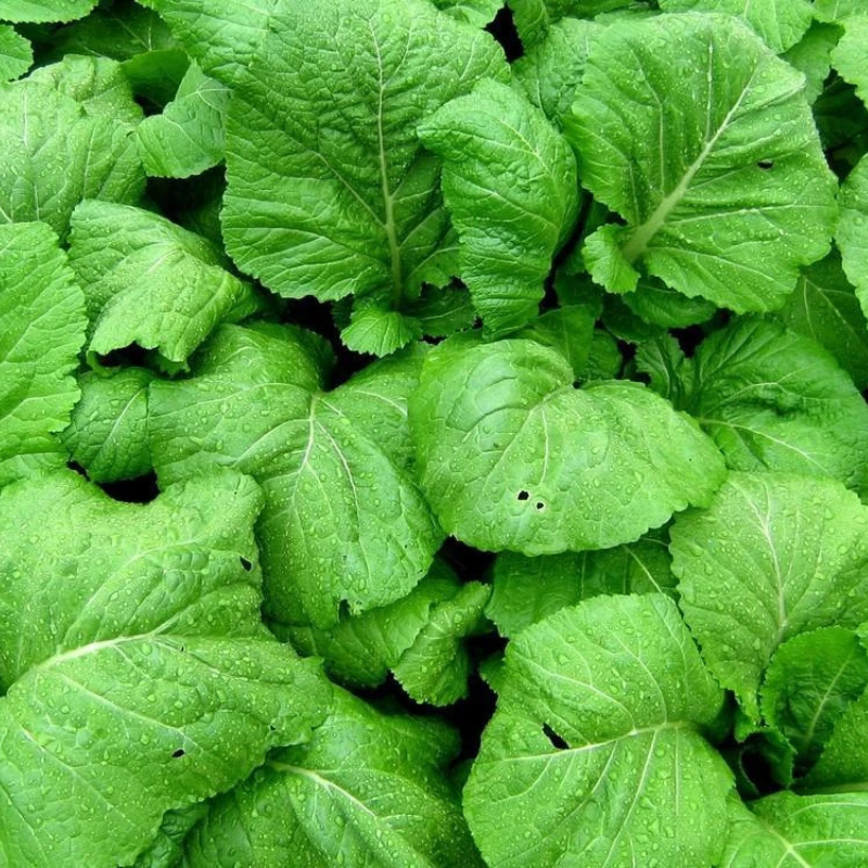 Lush heirloom mustard greens with crisp, vibrant leaves ready to harvest. HarvestNest Seeds.