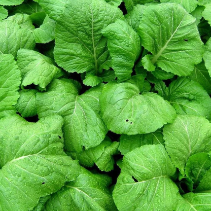 Lush heirloom mustard greens with crisp, vibrant leaves ready to harvest. HarvestNest Seeds.