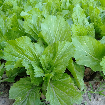 25 Mustard Green Seeds – Heirloom | Non-GMO