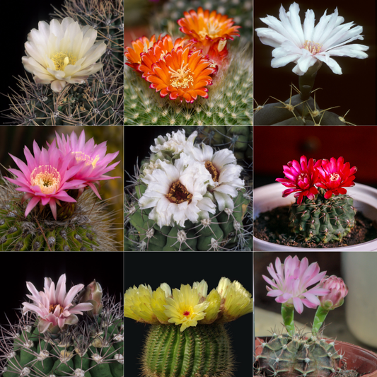 Elegant and vibrant collage of rare Gymnocalycium cactus flowers in full bloom. HarvestNest Seeds