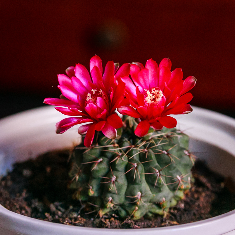 25 Rare Gymnocalycium Cactus Seeds – Mixed Varieties