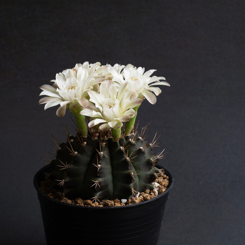 25 Rare Gymnocalycium Cactus Seeds – Mixed Varieties