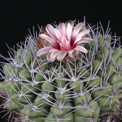 25 Rare Gymnocalycium Cactus Seeds – Mixed Varieties