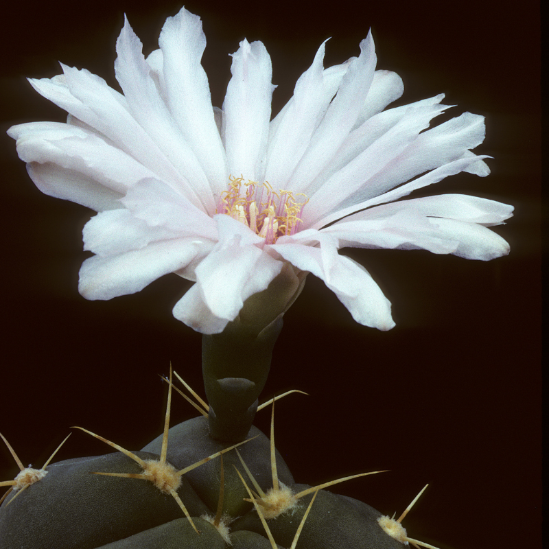 25 Rare Gymnocalycium Cactus Seeds – Mixed Varieties