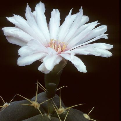 25 Rare Gymnocalycium Cactus Seeds – Mixed Varieties
