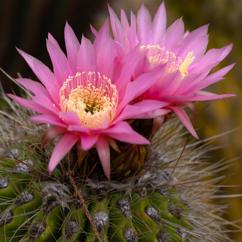 25 Rare Gymnocalycium Cactus Seeds – Mixed Varieties