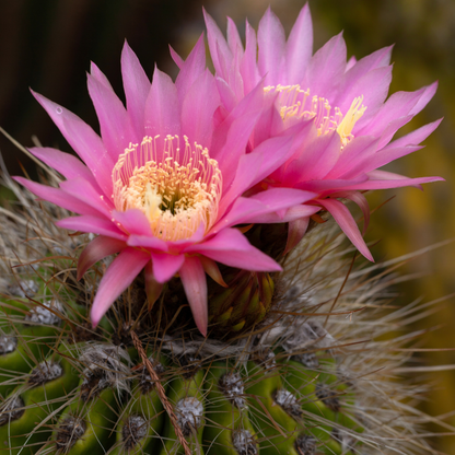 25 Rare Gymnocalycium Cactus Seeds – Mixed Varieties