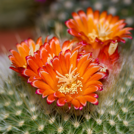 Vibrant close-up of orange-red Gymnocalycium cactus flowers blooming with spiky green stems. HarvestNest Seeds