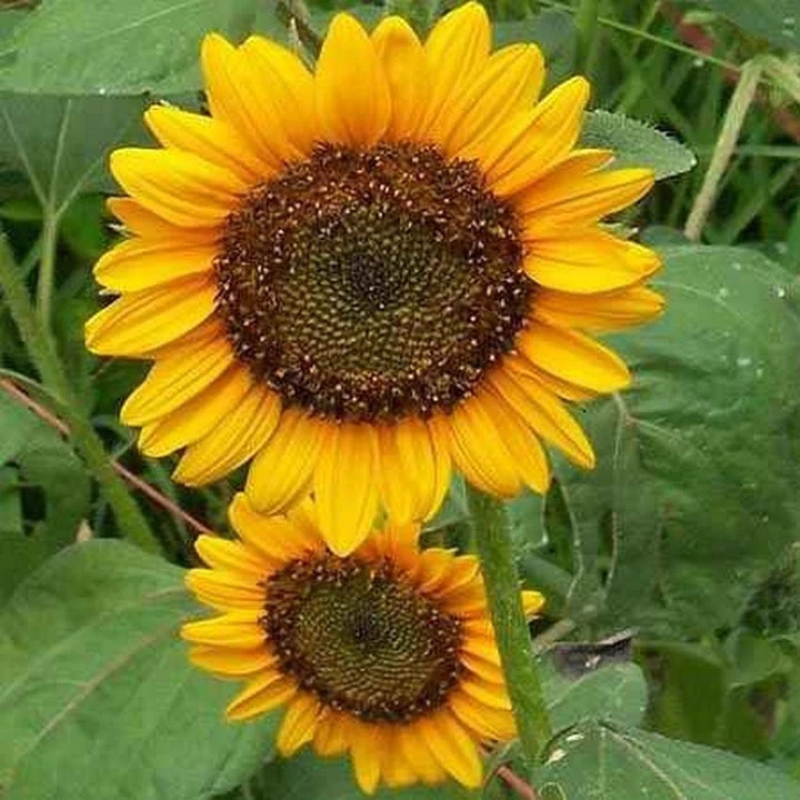 25 Rare Striped Super Tall Sunflower Seeds