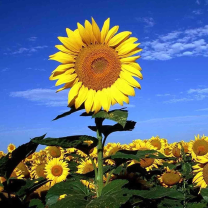 25 Rare Striped Super Tall Sunflower Seeds