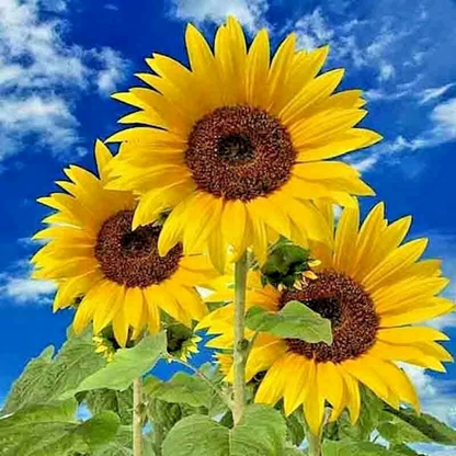 Bright yellow sunflowers with rich brown centers under a vibrant blue sky. HarvestNest Seeds