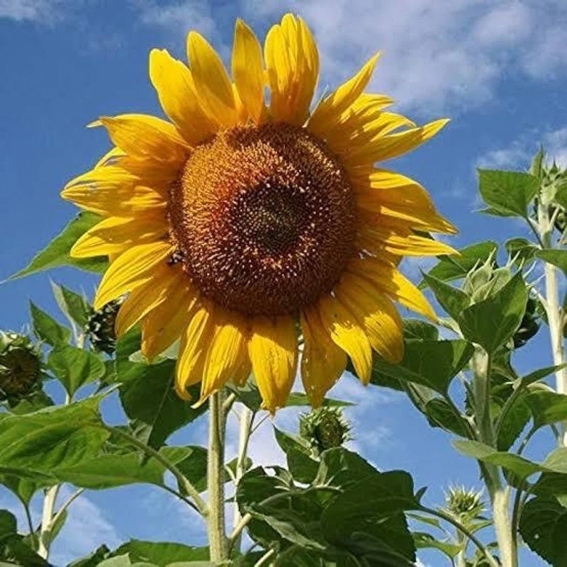 25 Rare Striped Super Tall Sunflower Seeds