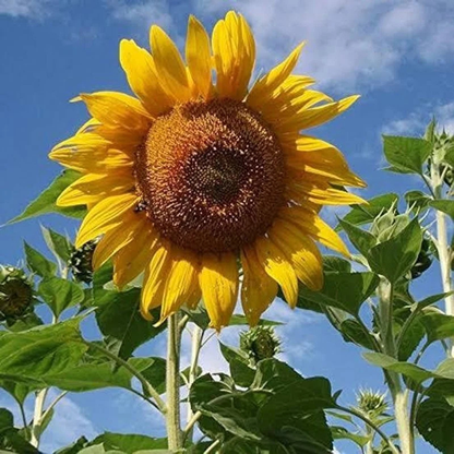 25 Rare Striped Super Tall Sunflower Seeds