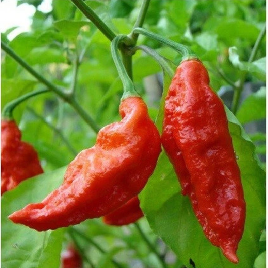 Super hot Red Bhut Jolokia ghost peppers ripening on the plant. Perfect for extreme spice lovers and fiery recipes. HarvestNest Seeds