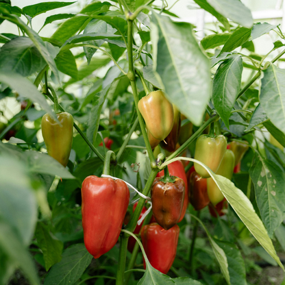 25 Red Bhut Jolokia Ghost Pepper Seeds