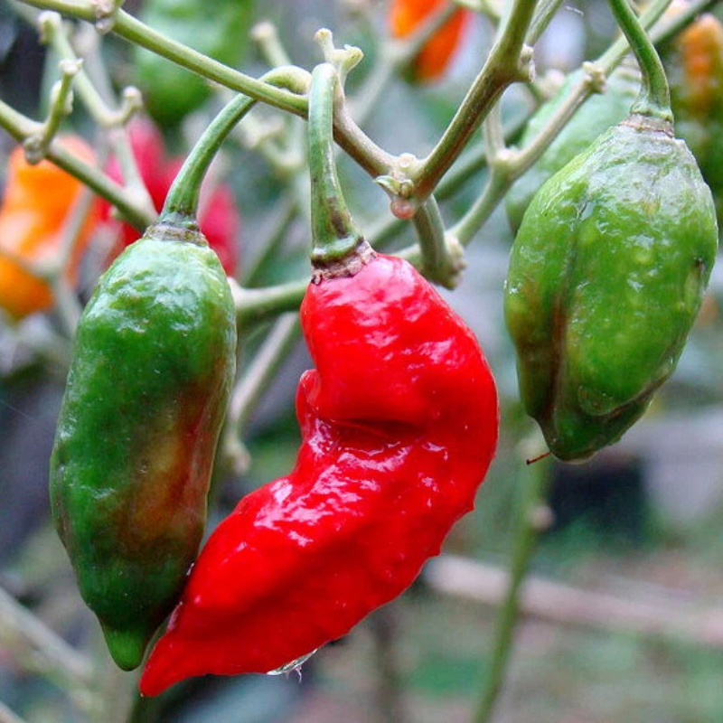 25 Red Bhut Jolokia Ghost Pepper Seeds