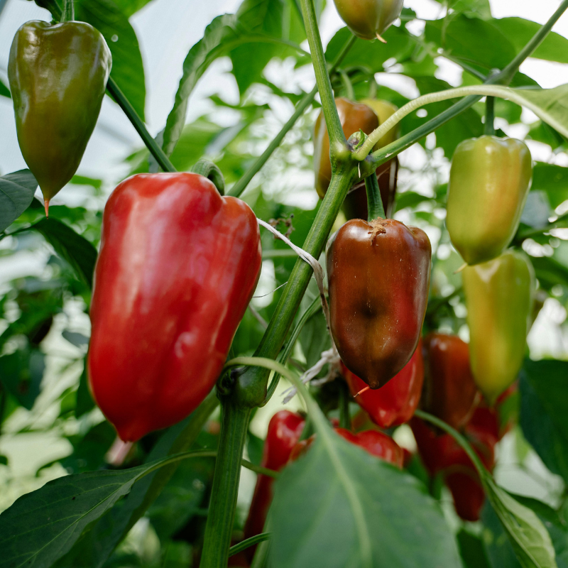 Plant ghost peppers at home and harvest intense, mouth-burning Bhut Jolokia chili peppers. HarvestNest Seeds