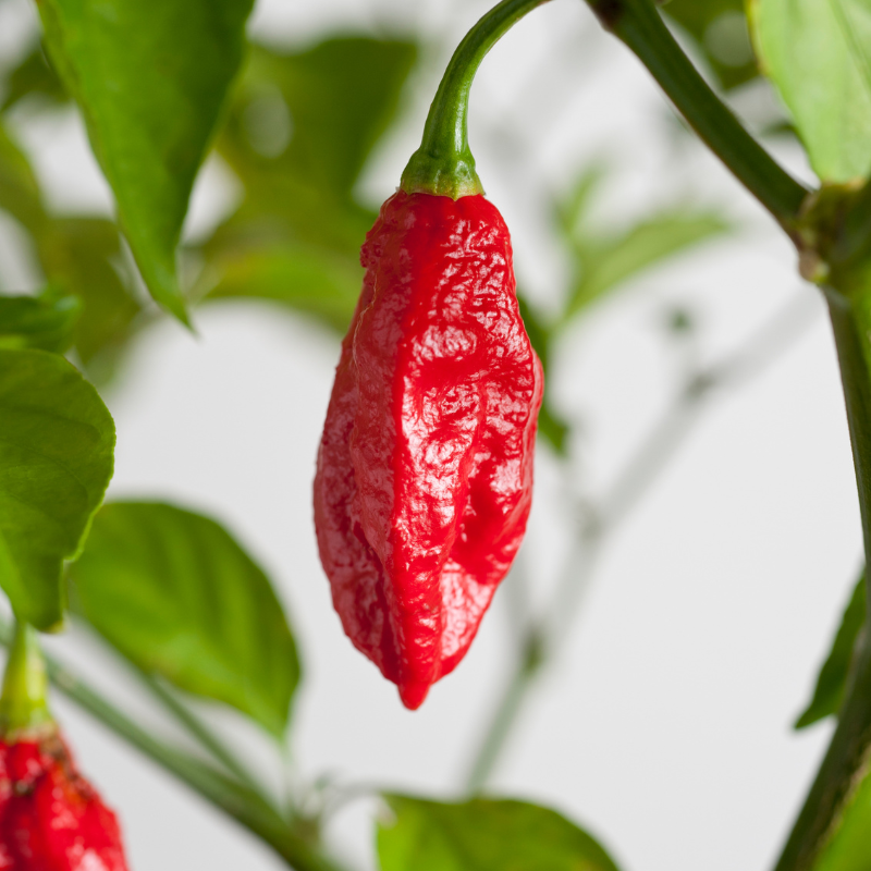 25 Red Bhut Jolokia Ghost Pepper Seeds