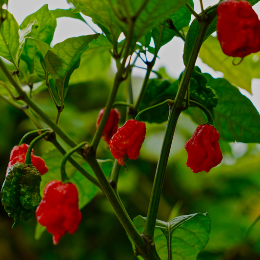Fiery and intense Super Hot Carolina Reaper peppers hanging on the plant, ready to spice up your garden. HarvestNest Seeds