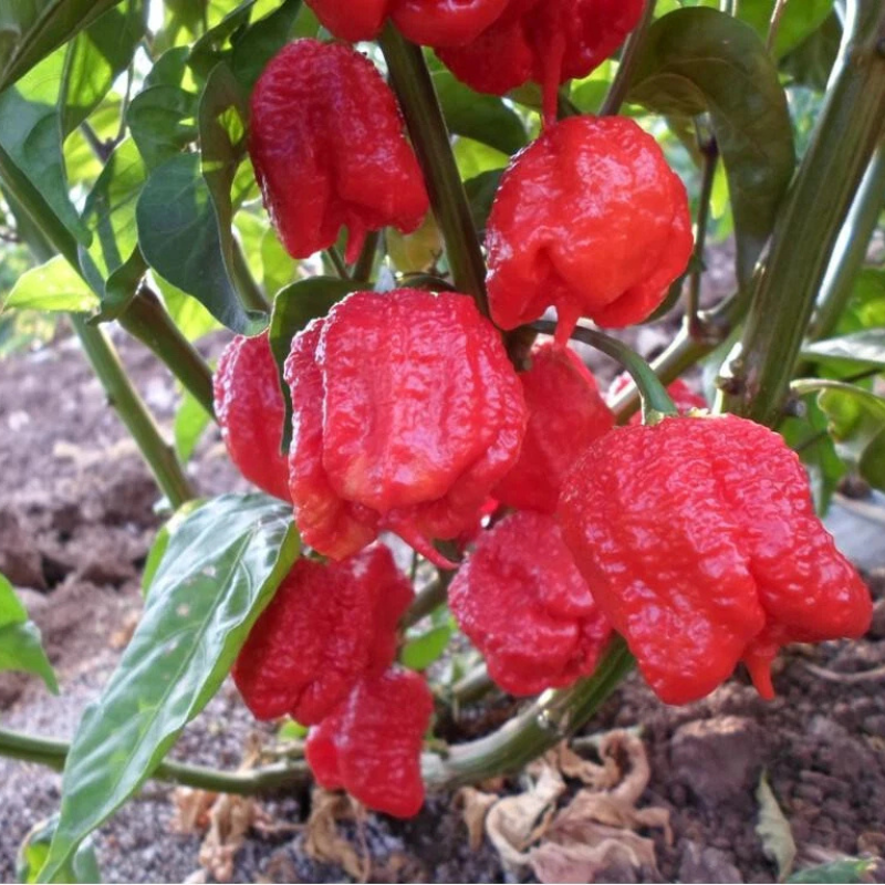 “Super hot red Carolina Reaper peppers on the plant, perfect for growing fiery chili at home. HarvestNest Seeds
