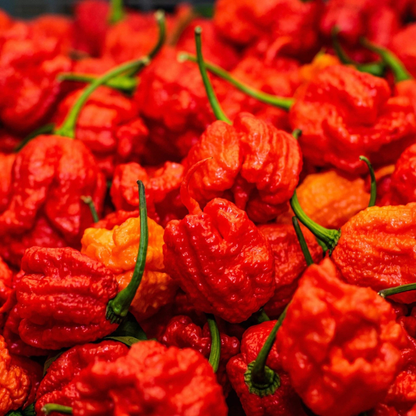 25 Super Hot Carolina Reaper Seeds