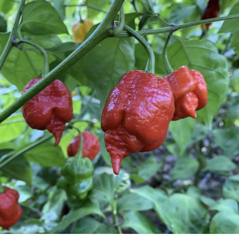 25 Super Hot Carolina Reaper Seeds