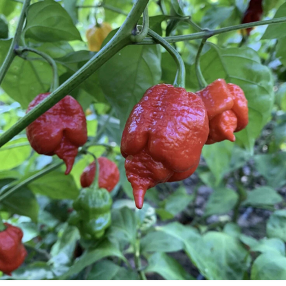 25 Super Hot Carolina Reaper Seeds