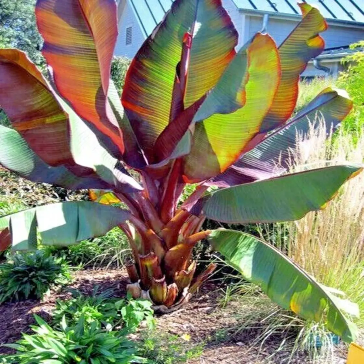 Tropical plant with large colorful leaves in a garden setting - HarvestNest Seeds